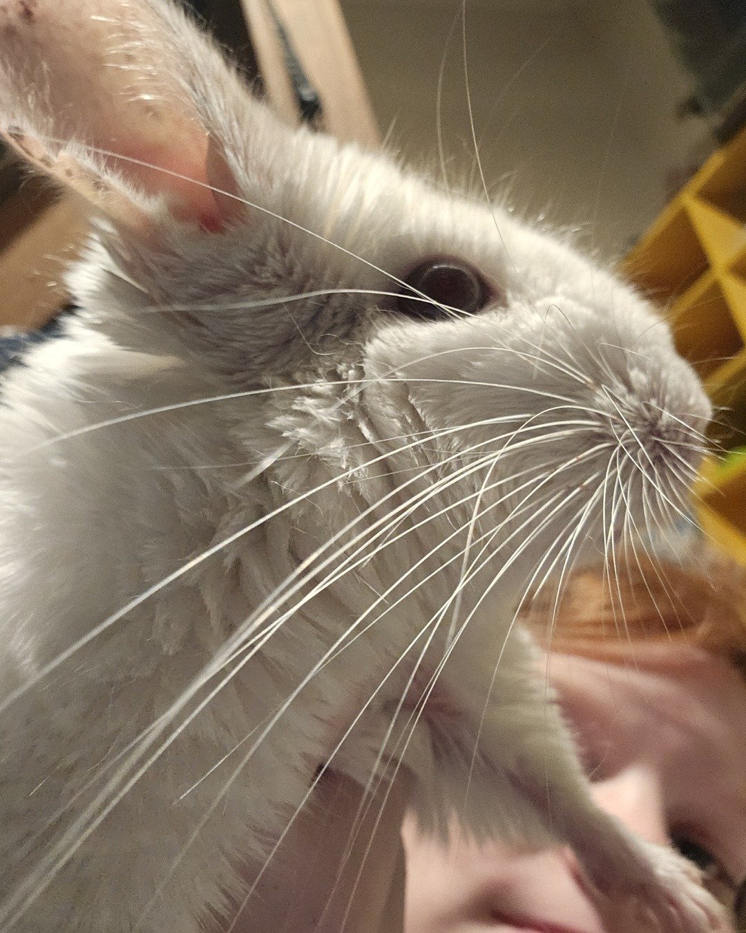 Nyx. Rodent, Cat, Chinchilla