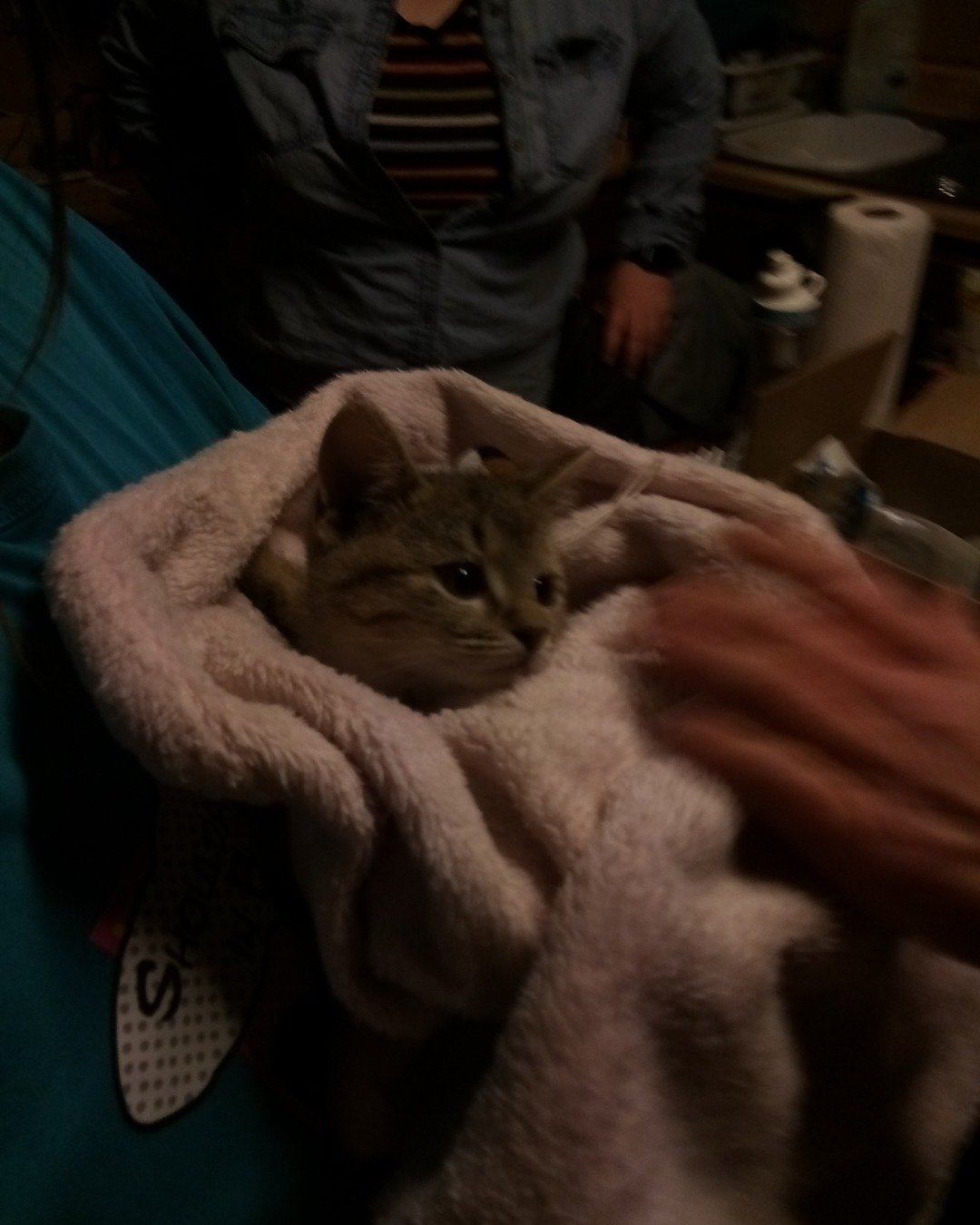 warrior. Person, Blanket, Cat