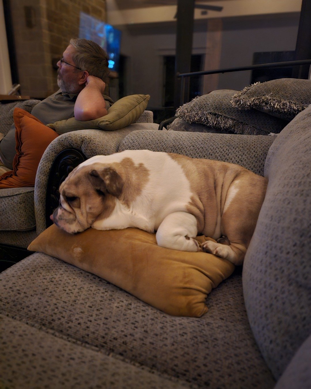 Ada Mae the English Bulldog. Couch, Furniture, Dog, Adult, Male, Man