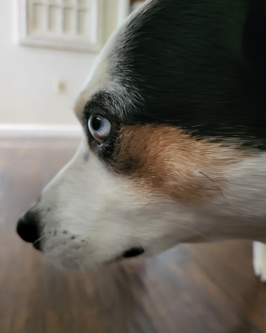 Billy the 1/4 Chihuahua 3/4 Queensland healer. Dog, Puppy, Snout, Hound, Wood, Hardwood