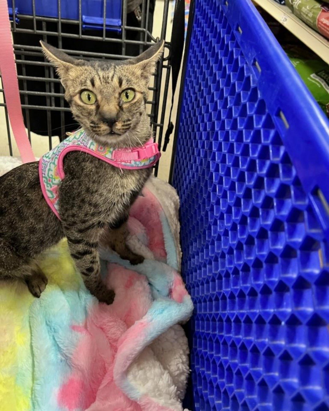 Mona the Savannah. Cat, Basket