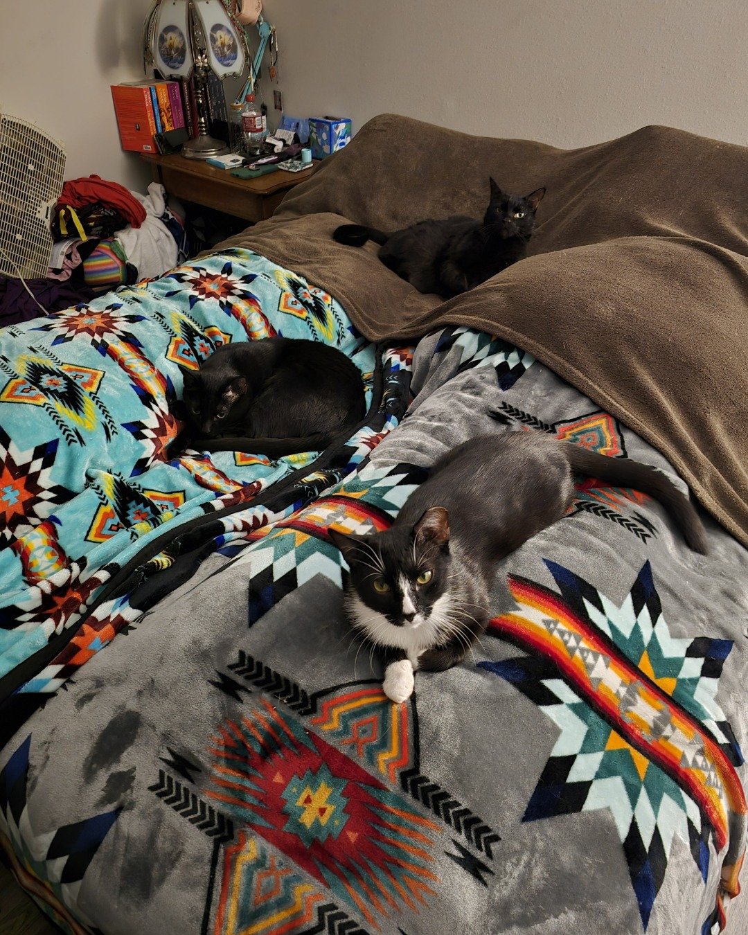 Ozzie the Tuxedo. Furniture, Couch, Cushion, Home Decor, Blanket, Cat