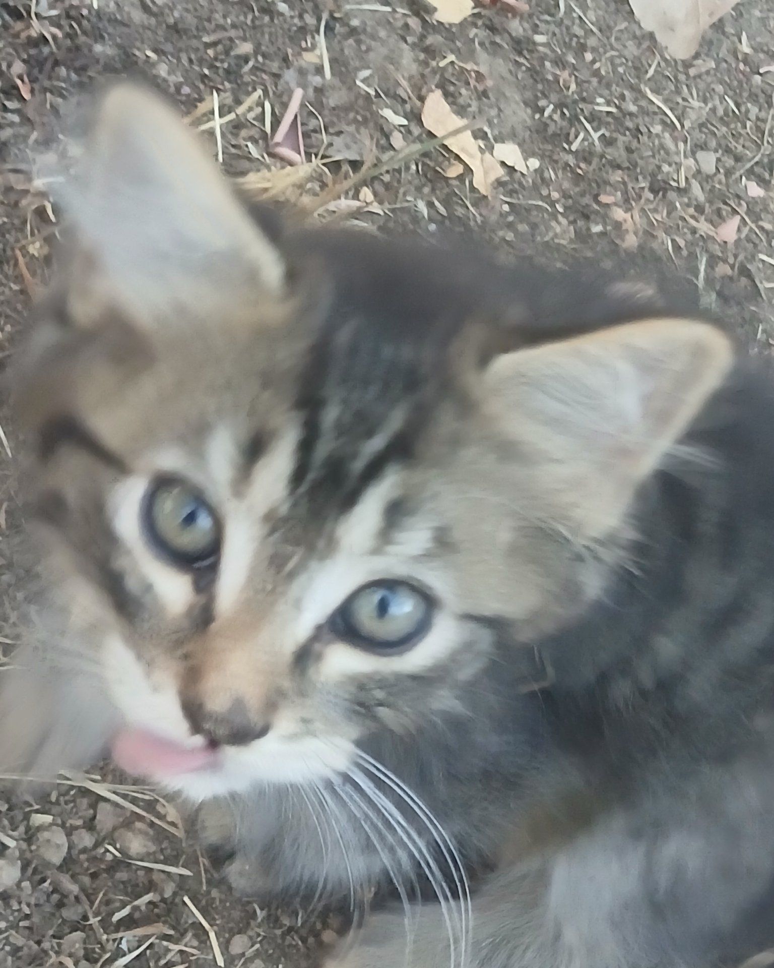 Baby Girl and Batgirl. Cat, Kitten