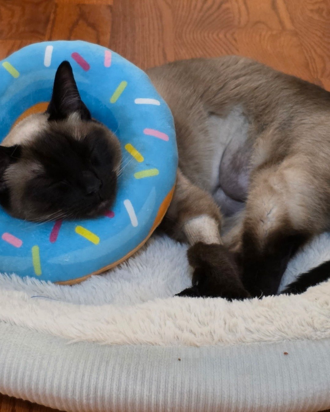 Luna🌙💫 (twin of Stella) the Siamese. Cat, Siamese