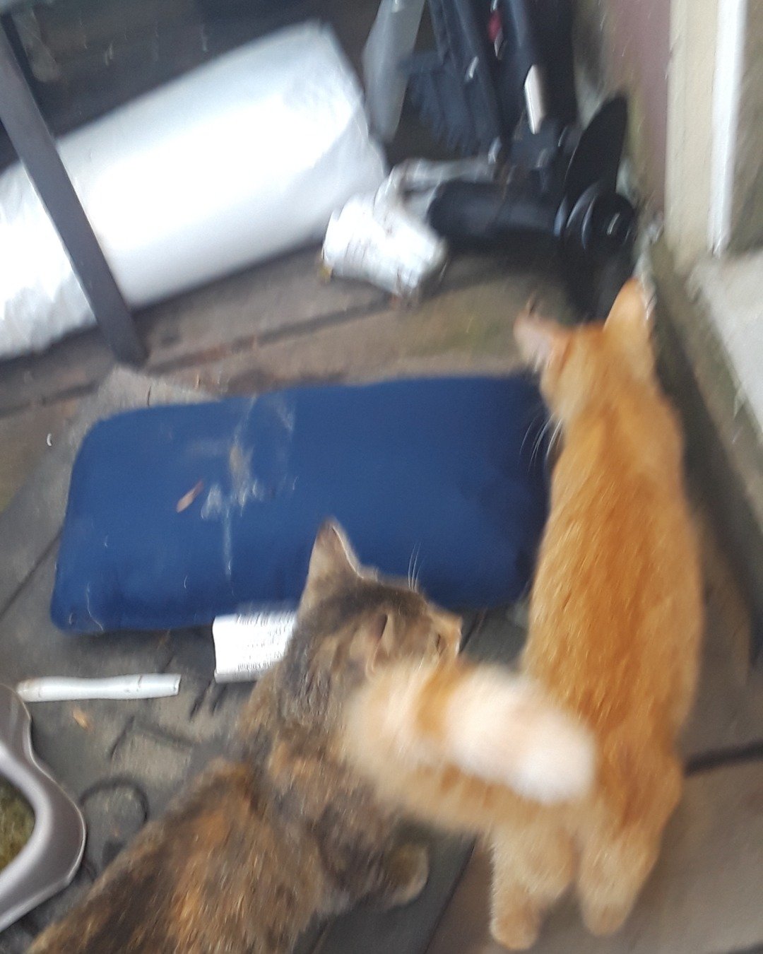 pumpkin the orange tabby. Cat, Kitten