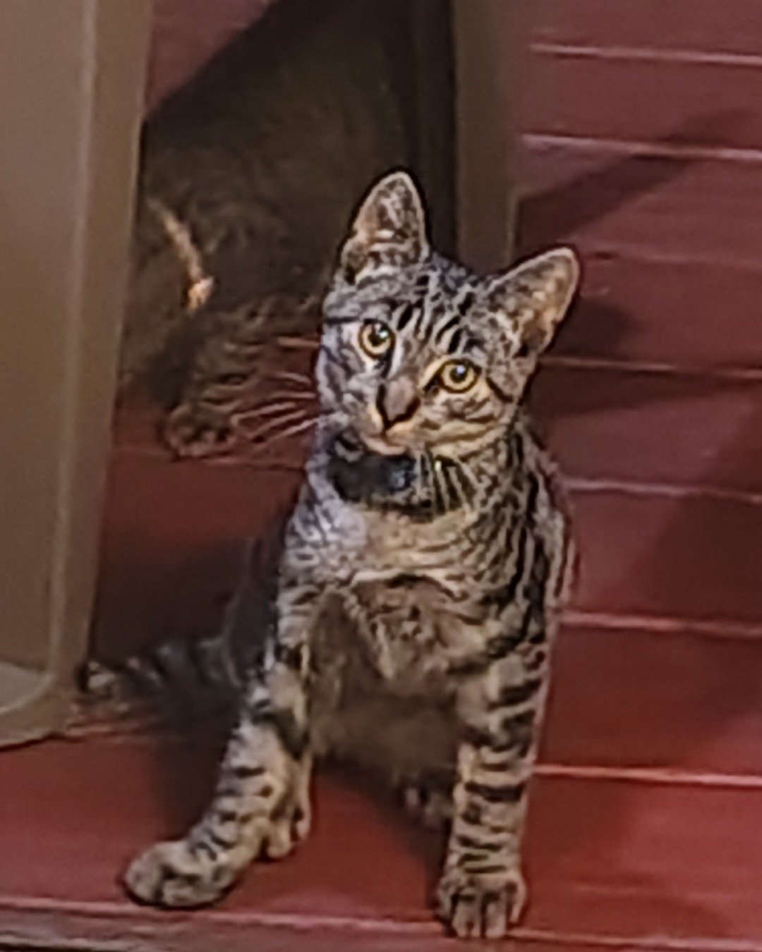 Zeus the domestic short hair. Cat, Ocelot