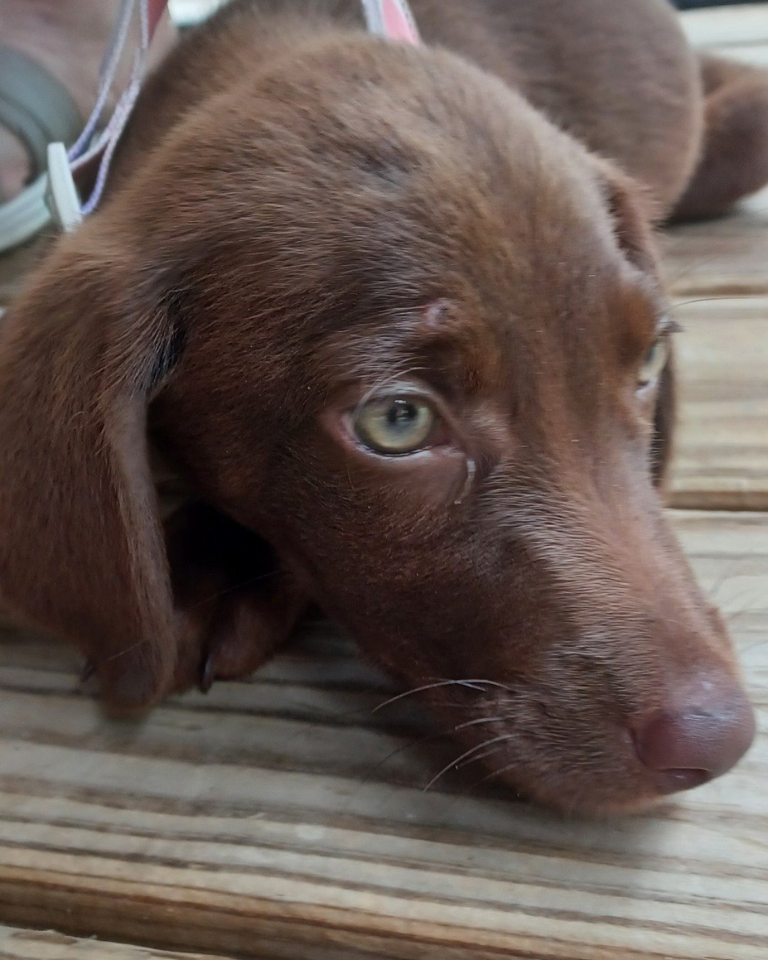 coco the chocolate lab hound mix. Dog, Labrador Retriever, Puppy, Hound