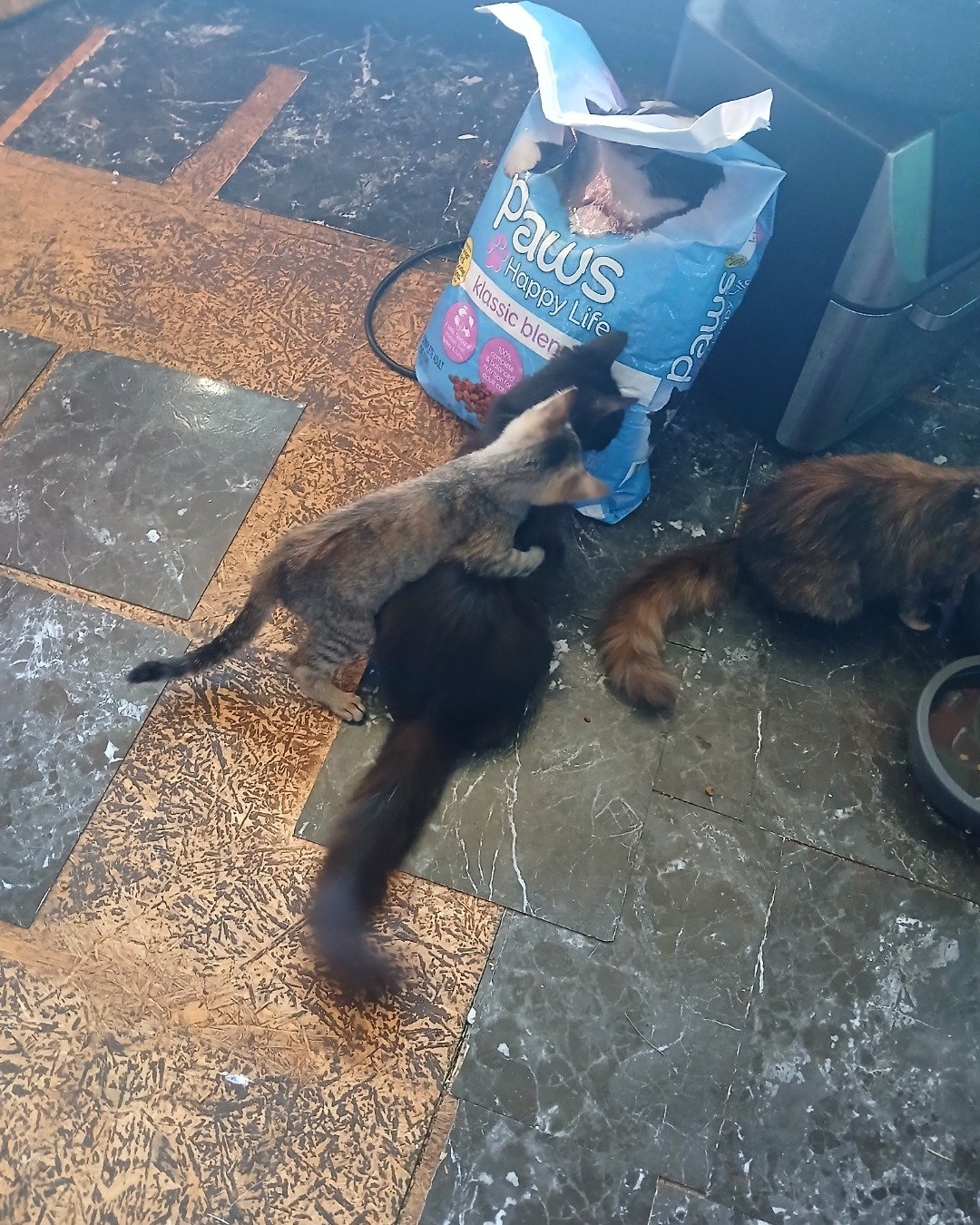 willow the tabby. Floor, Dog, Puppy, Bag, Cat