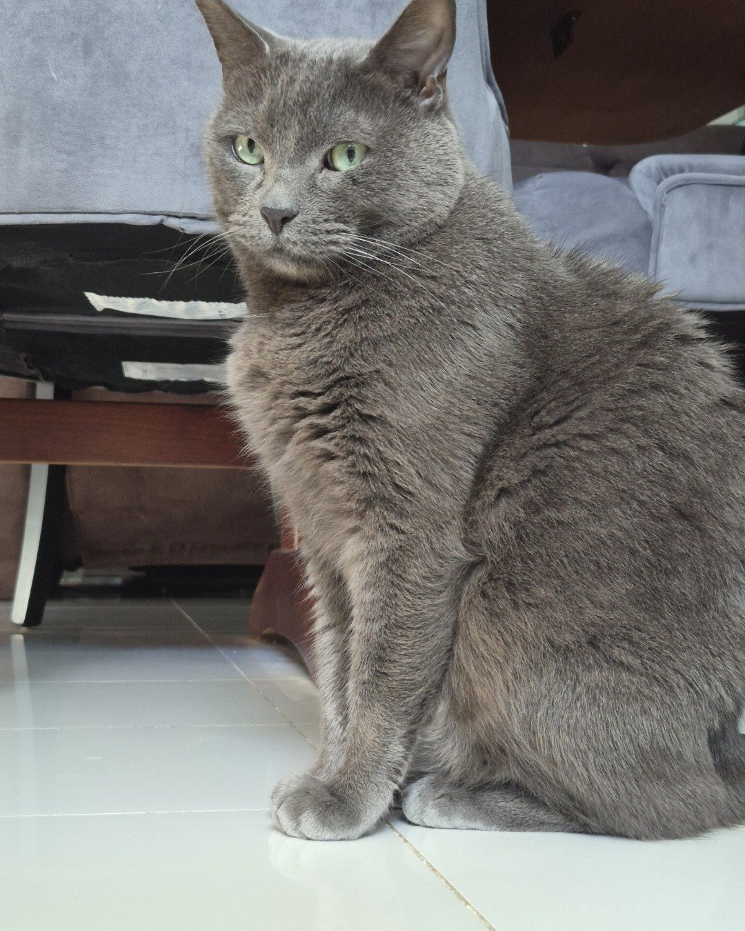 Marshall 🩶 Geoffrey. Abyssinian, Cat