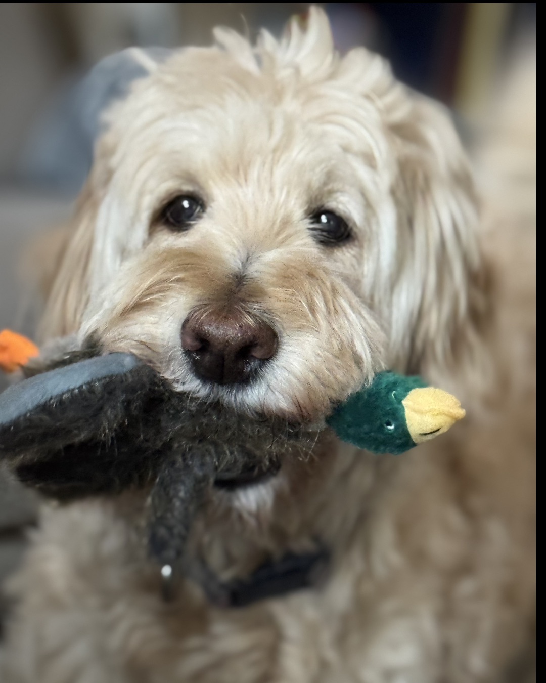 Bria the Goldendoodle