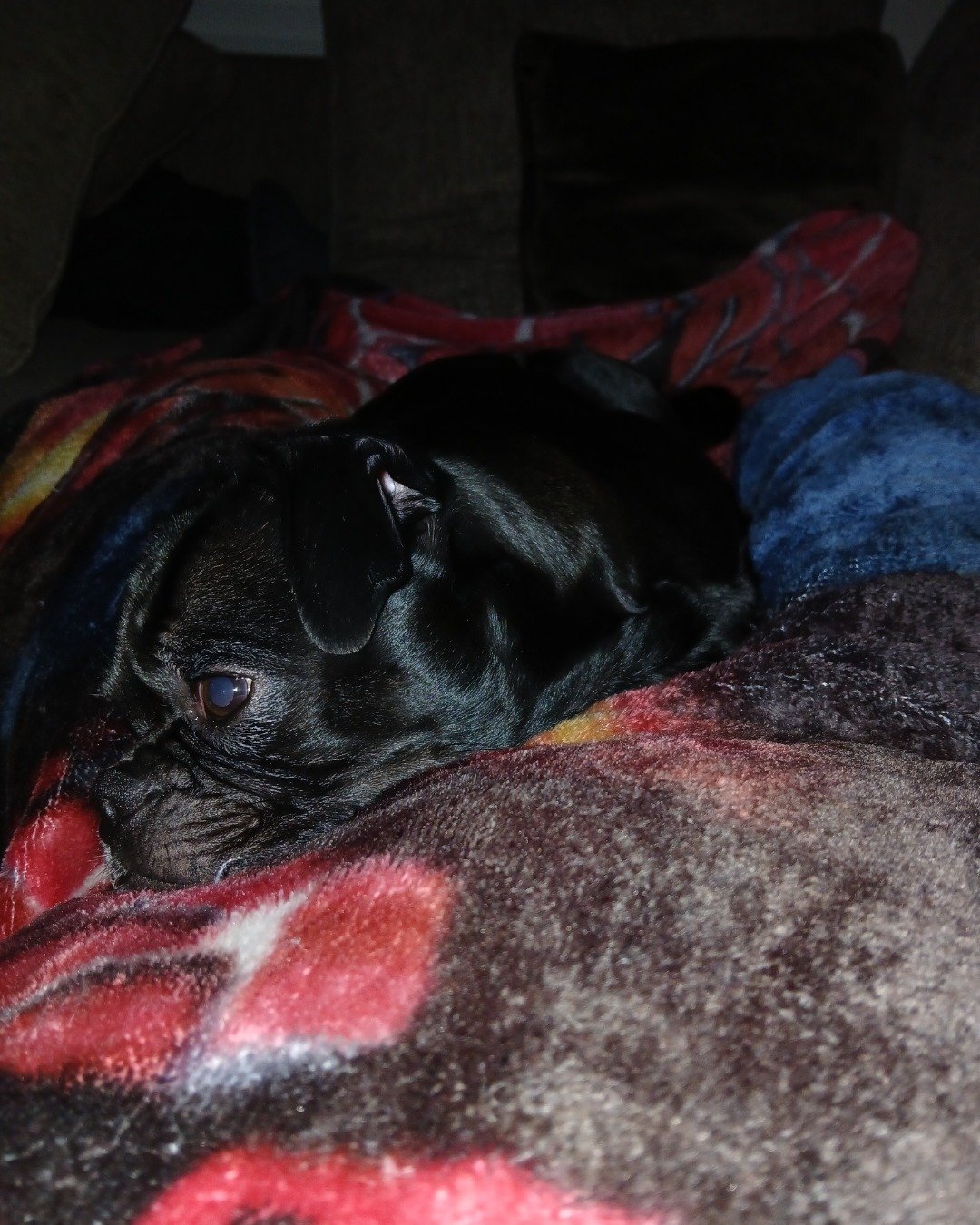 Biggie Big Pig the Pug. Dog, Puppy, Blanket