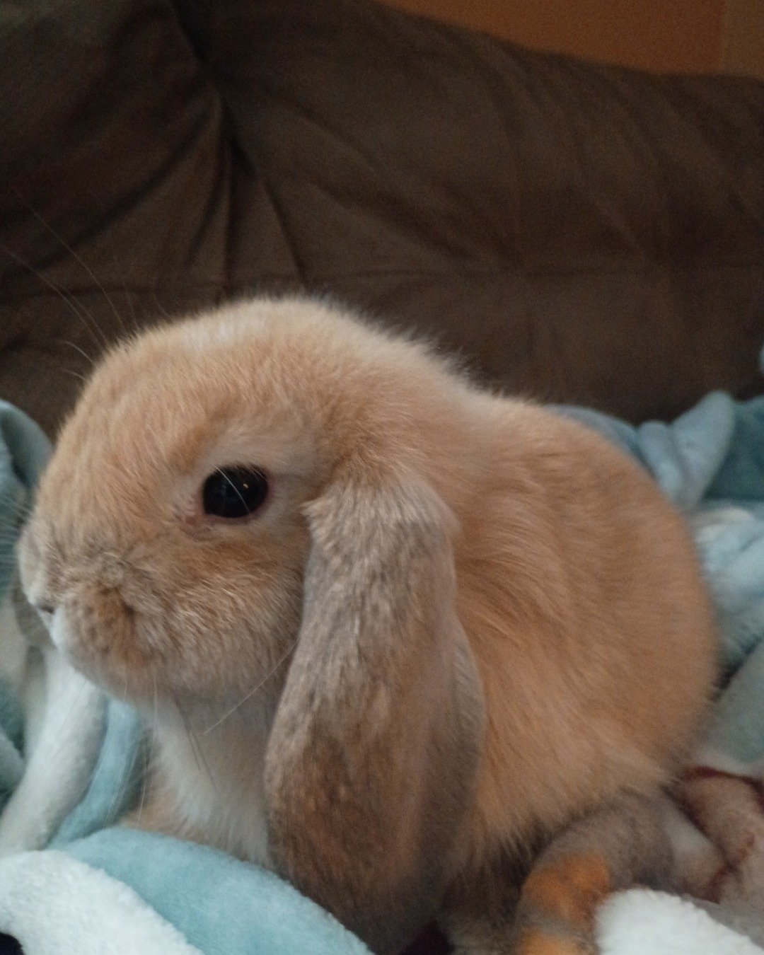 Rocket the Bunny. Rabbit, Cat