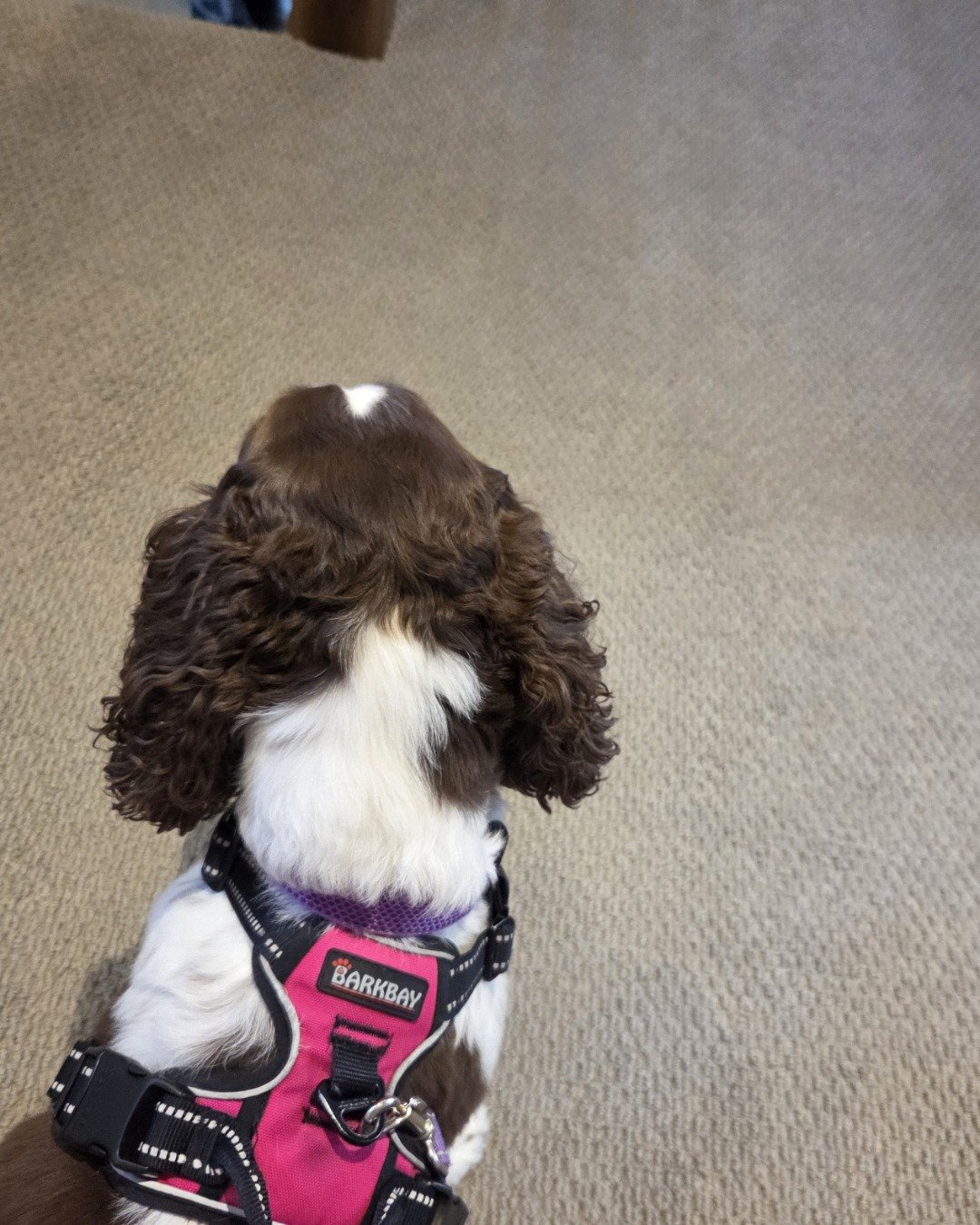Sparky the English Springer Spaniel. Dog, Puppy, Accessories, Strap, Cocker Spaniel