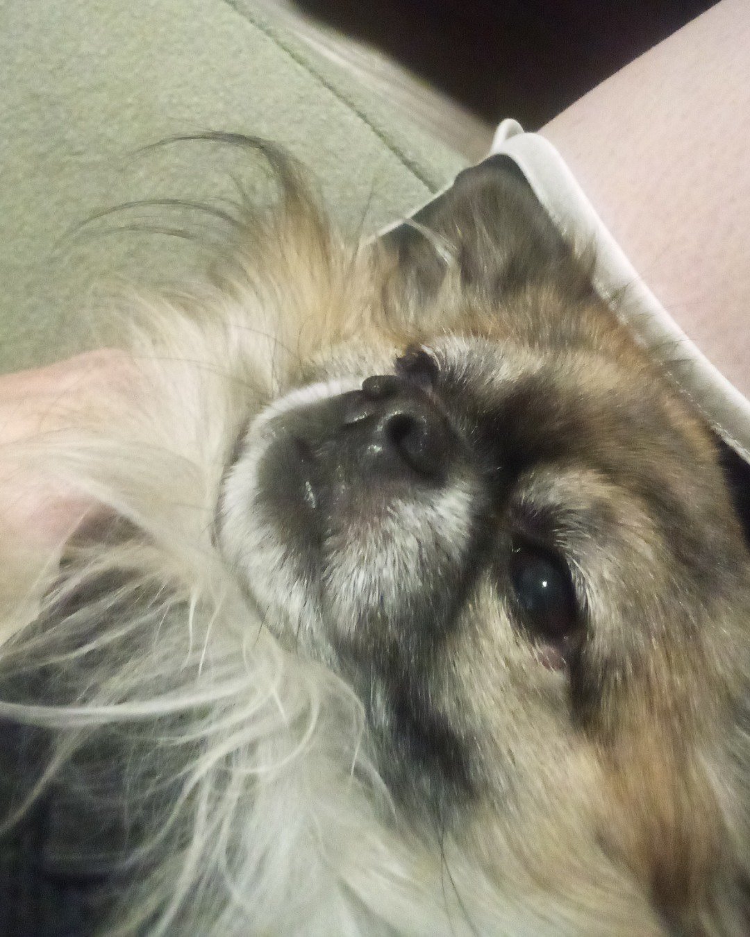 Rocko the Long Haired Chihuahua. Dog, Puppy