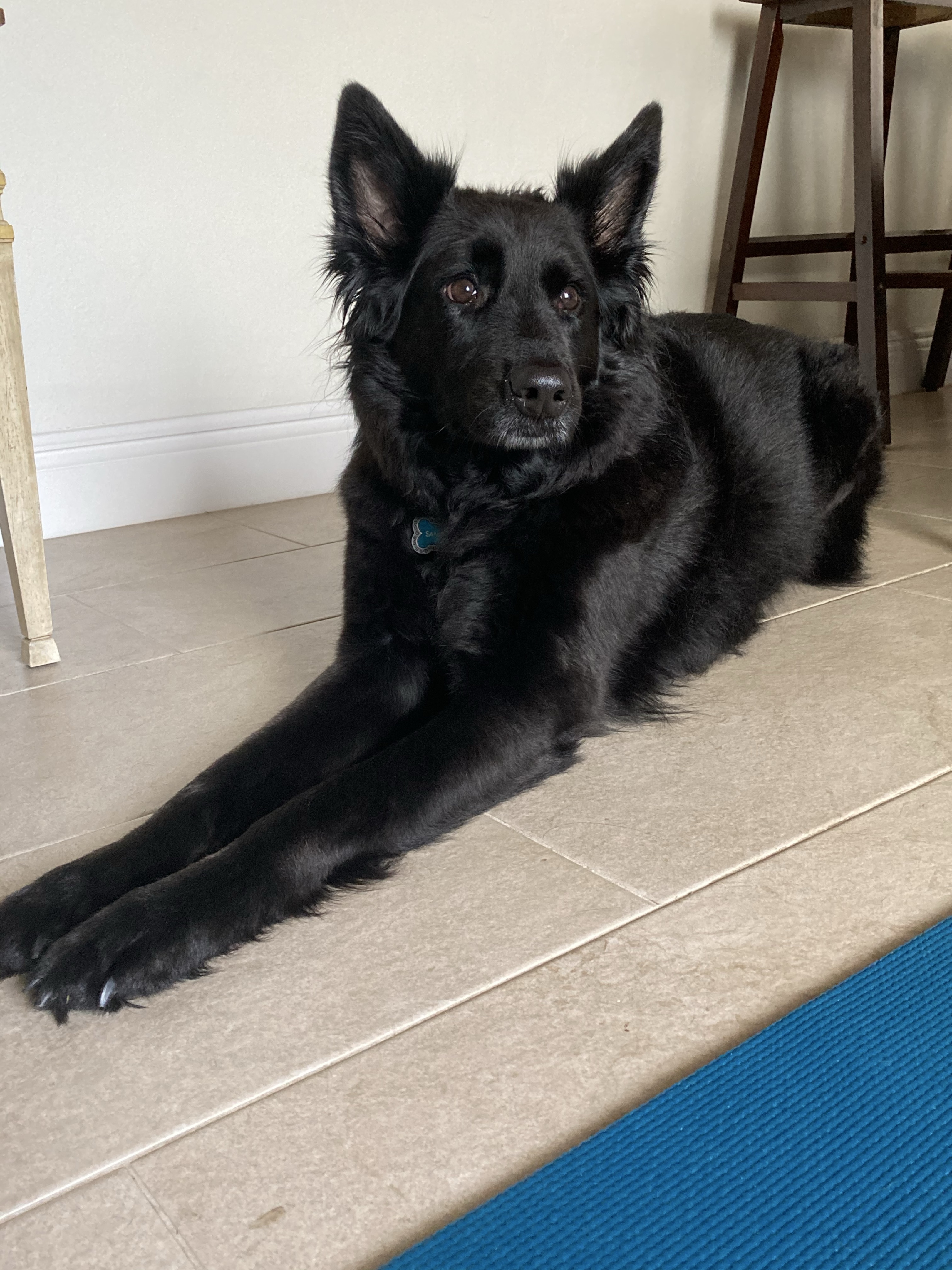 Sandor