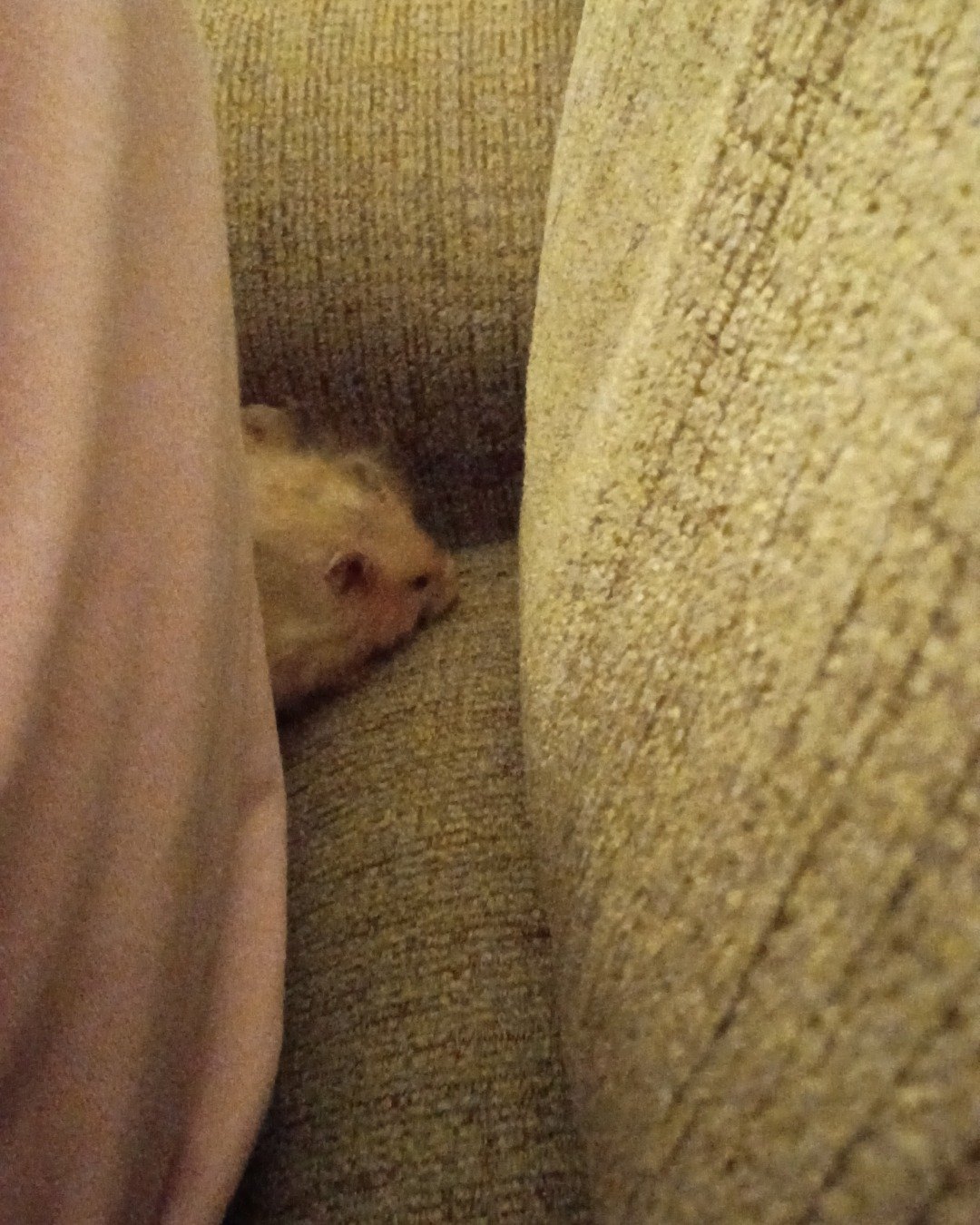 Alex the golden hamster. Rodent, Rat, Hamster