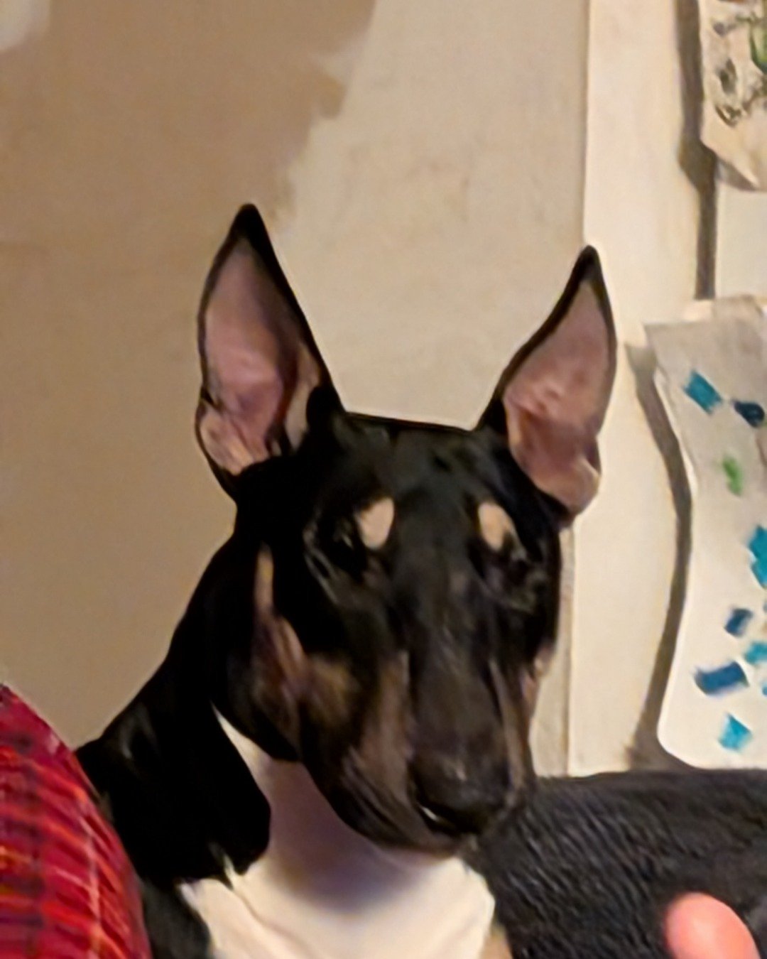 Apache the bull terrier. Dog, Cat