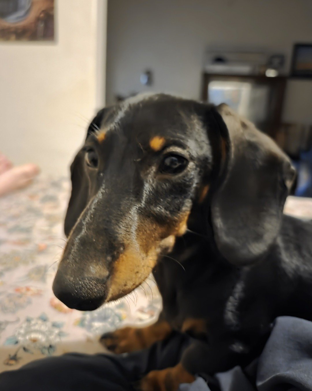 Angus the mini dachshund. Dog, Hound, Puppy, Snout