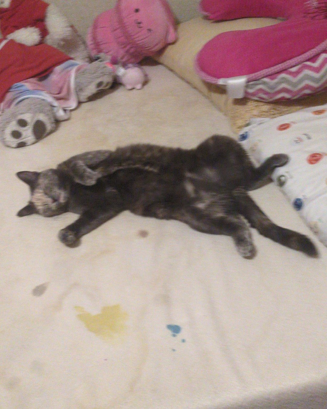 Floofy the kitty the idk. Cushion, Home Decor, Cat, Kitten, Person, Sleeping