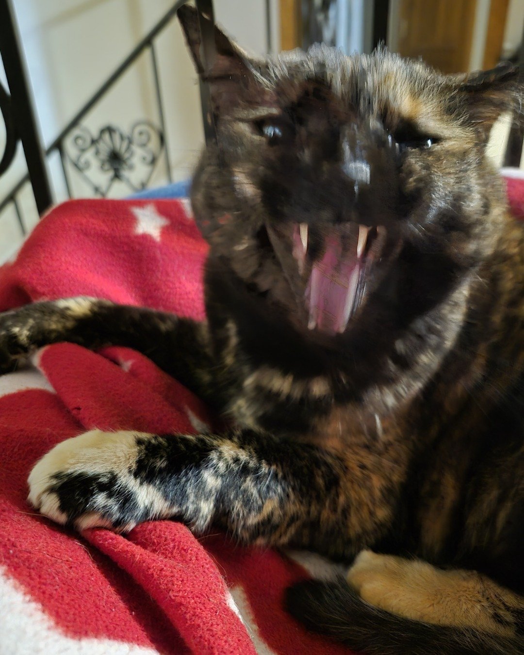 Zeros. Cat, Body Part, Mouth, Person