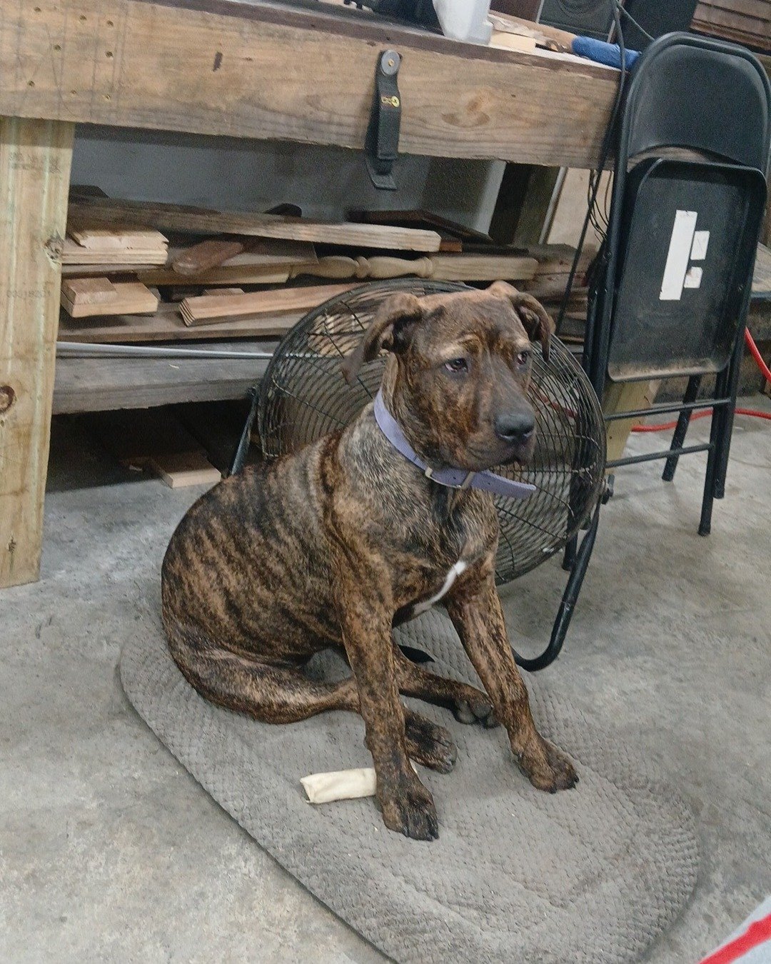 Girly Girl the Cain Corso puppy. Wood, Dog