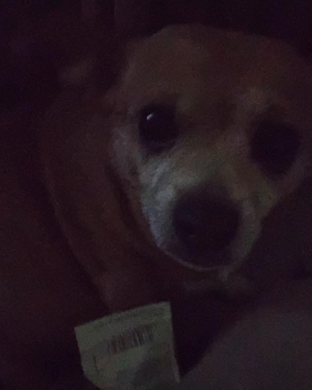 dobby the chiweenie. Dog, Puppy, Person