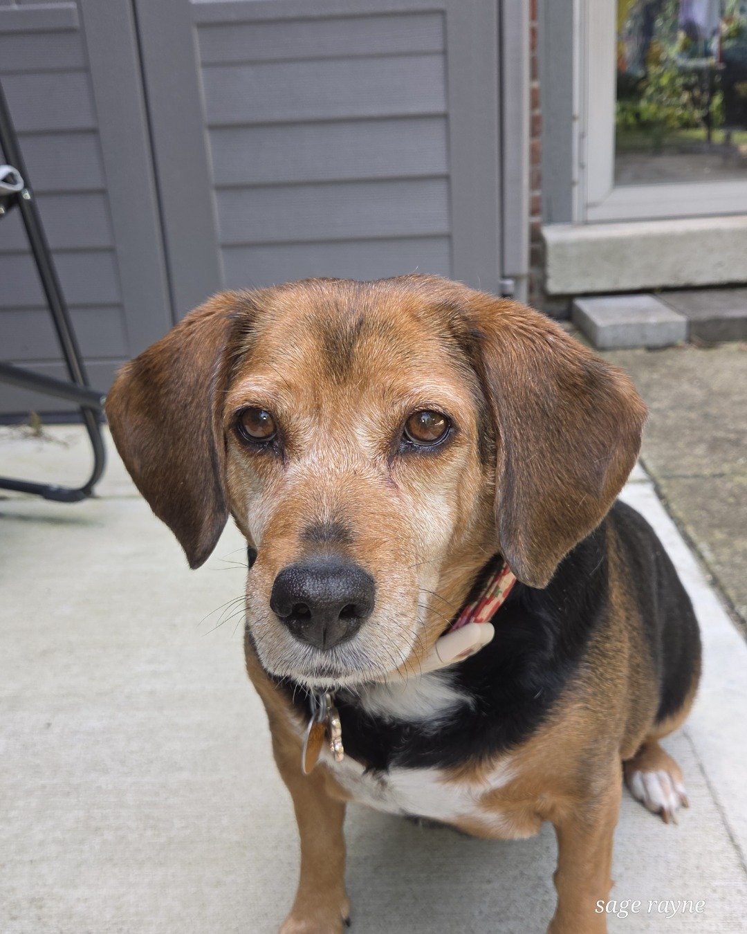Emmy the Beagle. Dog, Hound, Beagle