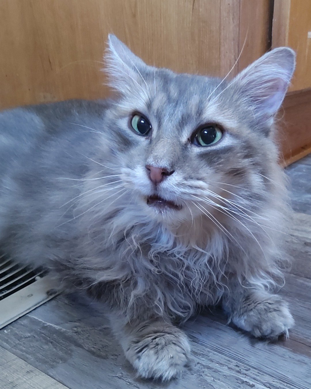 Logan the Long Haired Tabby. Wood, Cat, Kitten, Floor, Manx, Angora