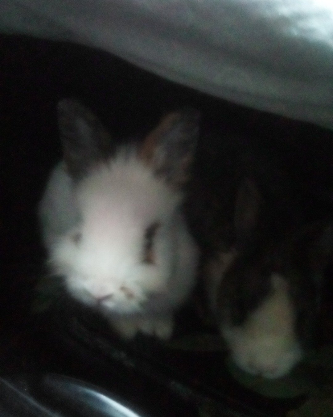 stormy and Lola bunny. Rabbit, Cat
