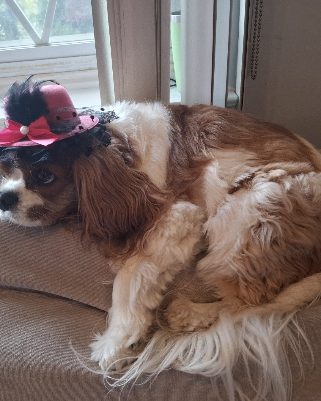 Arya the Cavalier King Charles Spaniel. Clothing, Hat, Person, Dog, Puppy, Costume