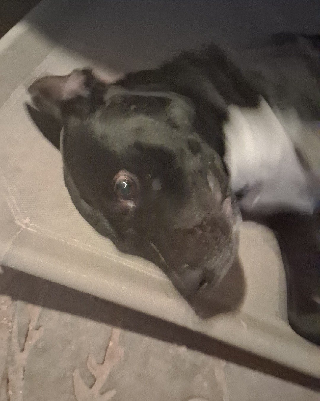 milo the lab. Snout, Dog, Puppy