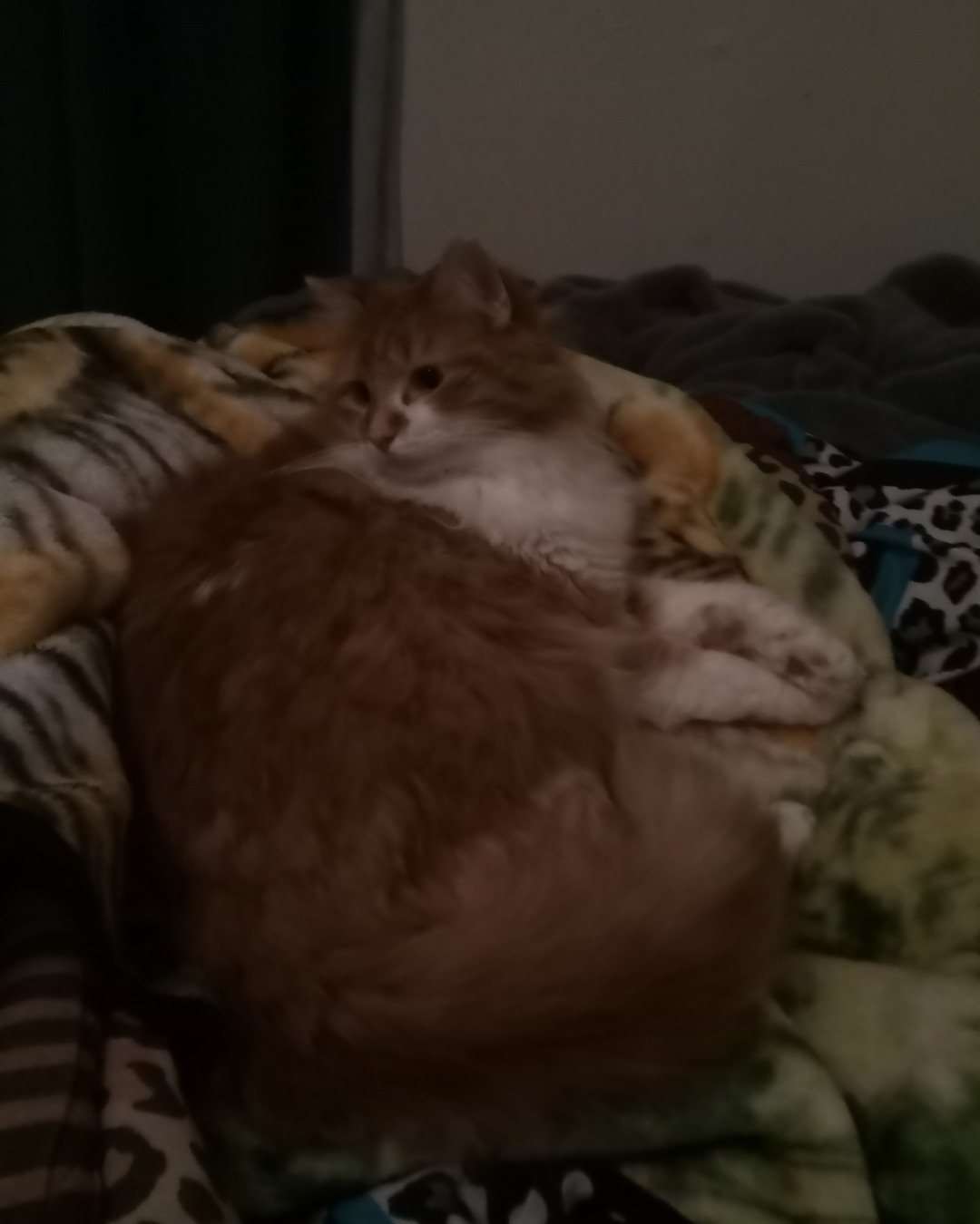 Lucky. Cat, Kitten, Blanket