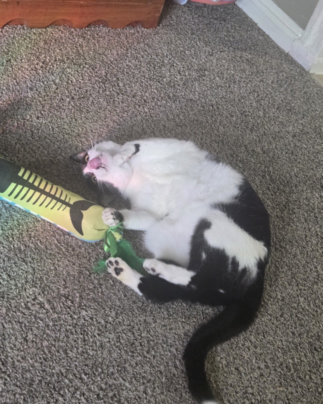 Skeleton the Tuxedo. Ball, Sport, Tennis, Tennis Ball, Floor, Flooring