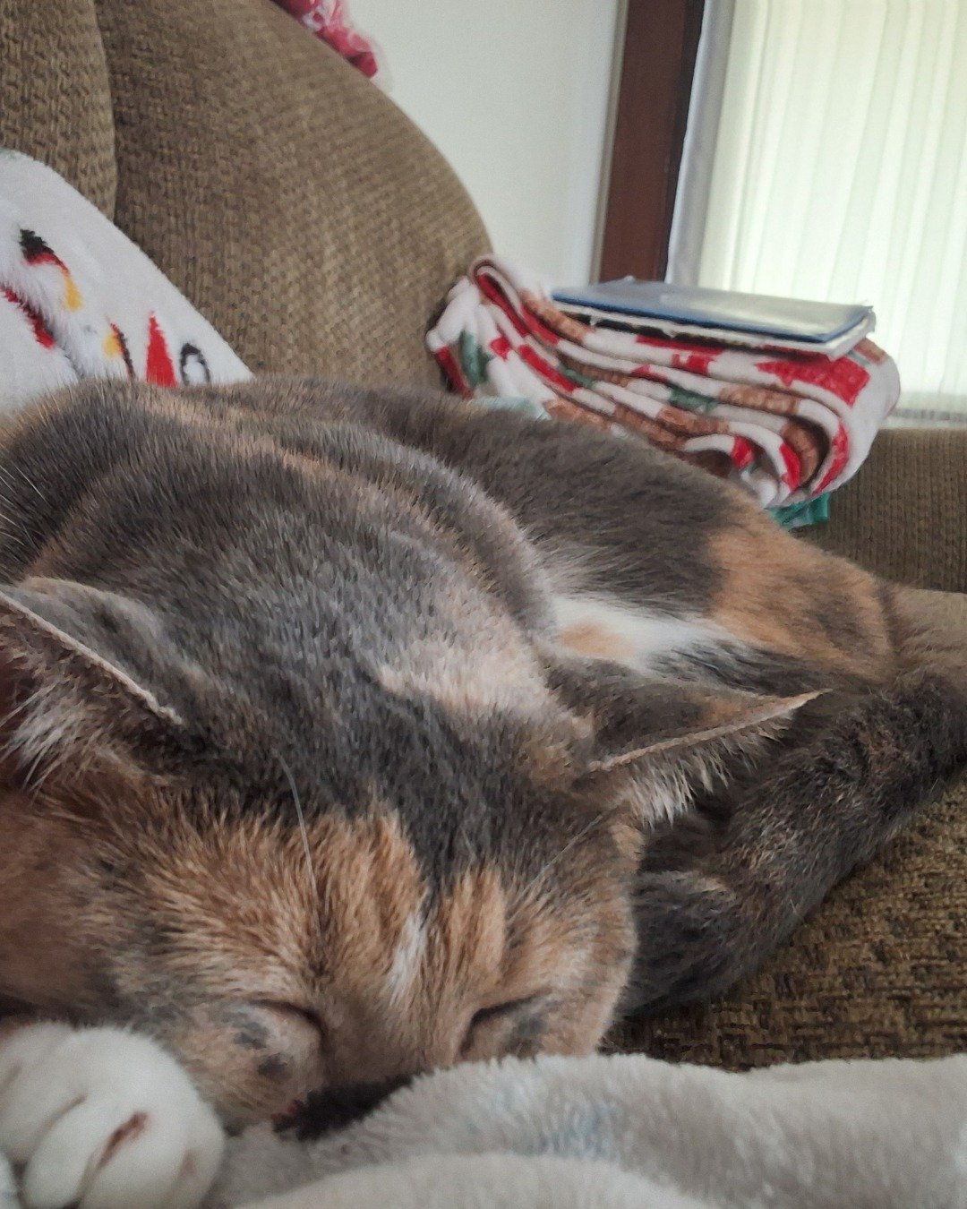 Rosie!! the Calico cat. Couch, Furniture, Person, Sleeping, Cushion, Home Decor