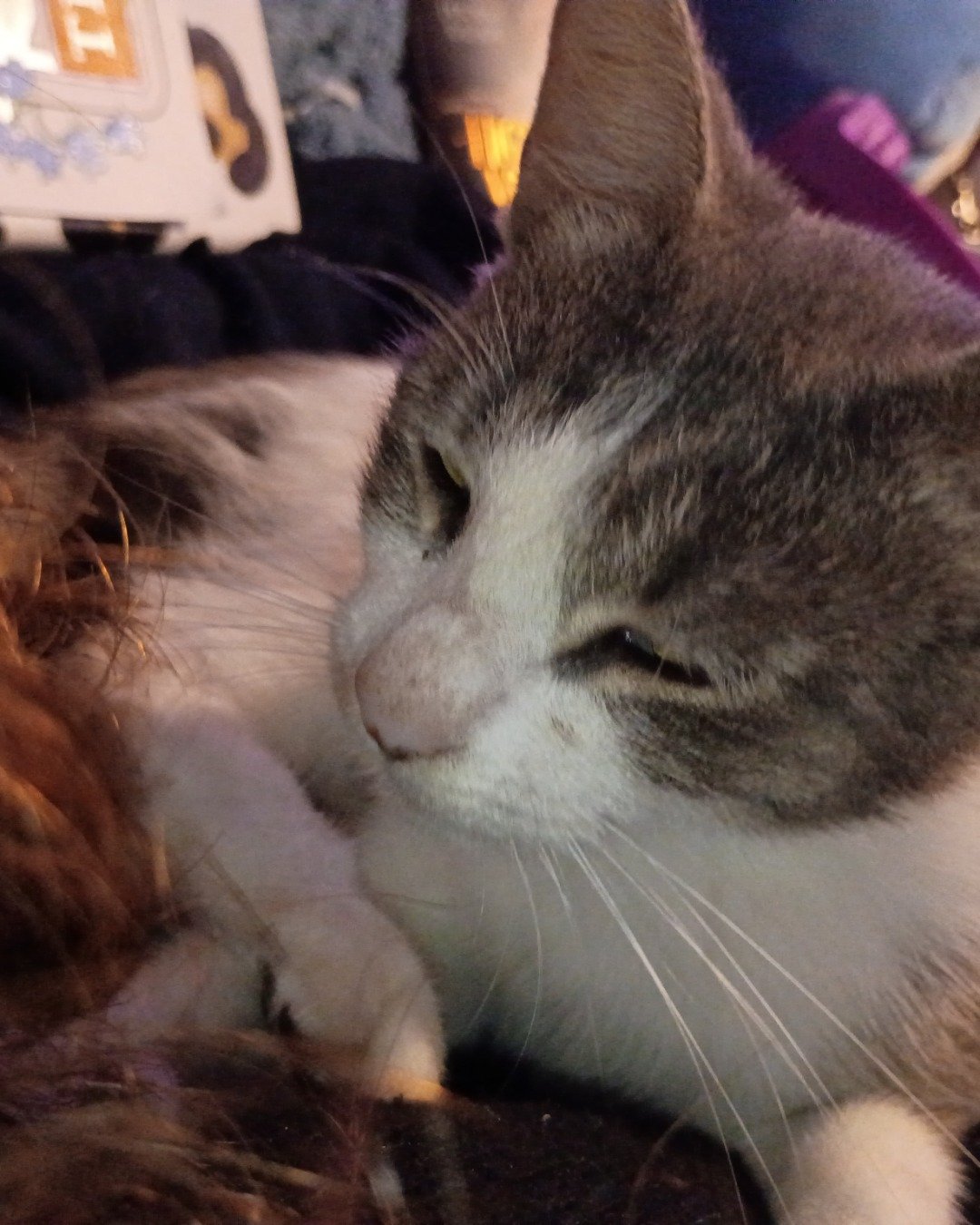 tiger Lily the idi. Cat, Kitten, Manx
