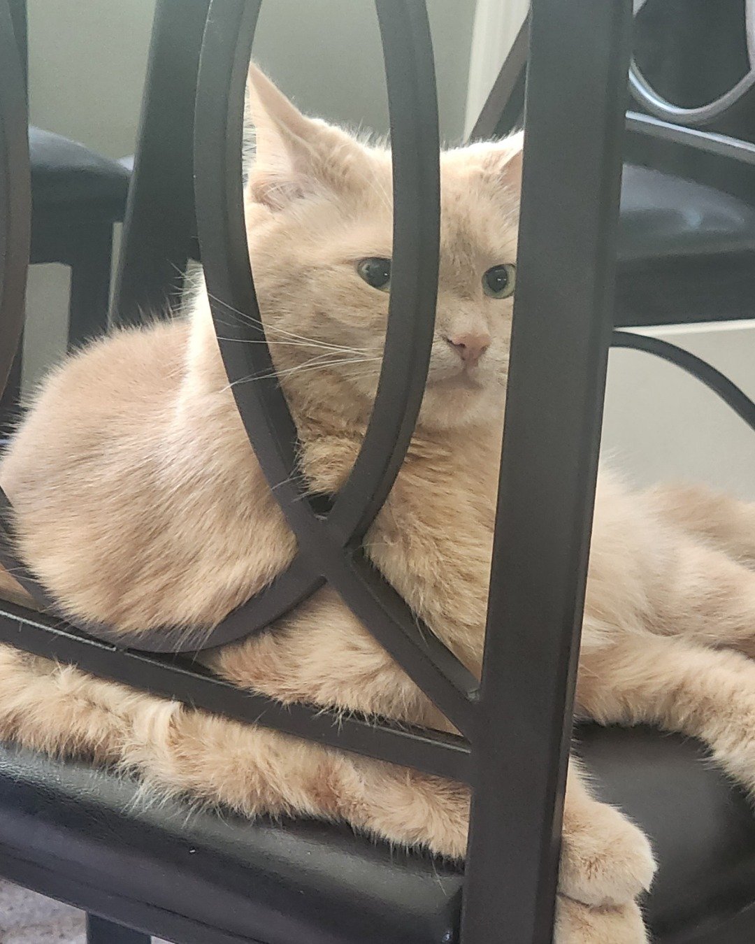 Harley the Orange Floof. Cat, Kitten, Angora