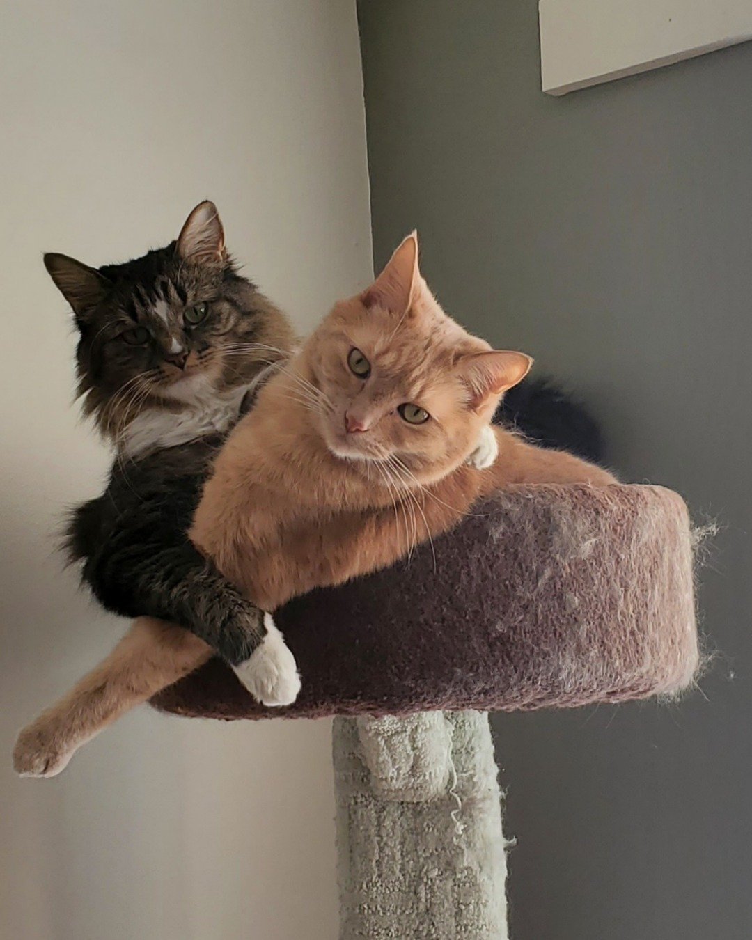 Jordan. Cat, Manx, Kitten