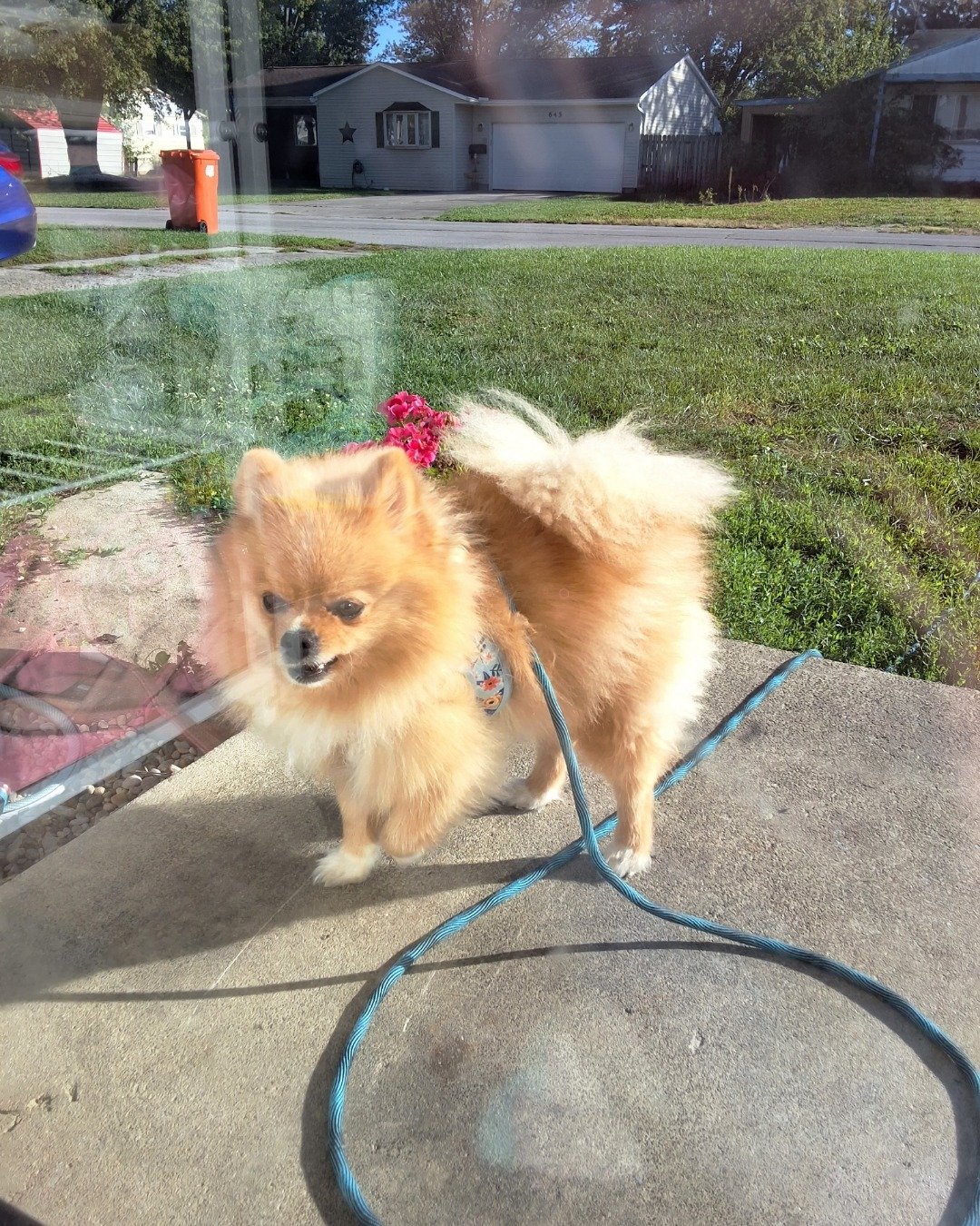 Cosmo the Pomeranian. Grass, Plant, Dog, Puppy, Potted Plant, Backyard