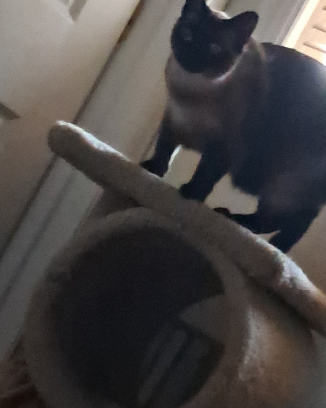 Luna🌙💫 (twin of Stella) the Siamese. Cat, Siamese