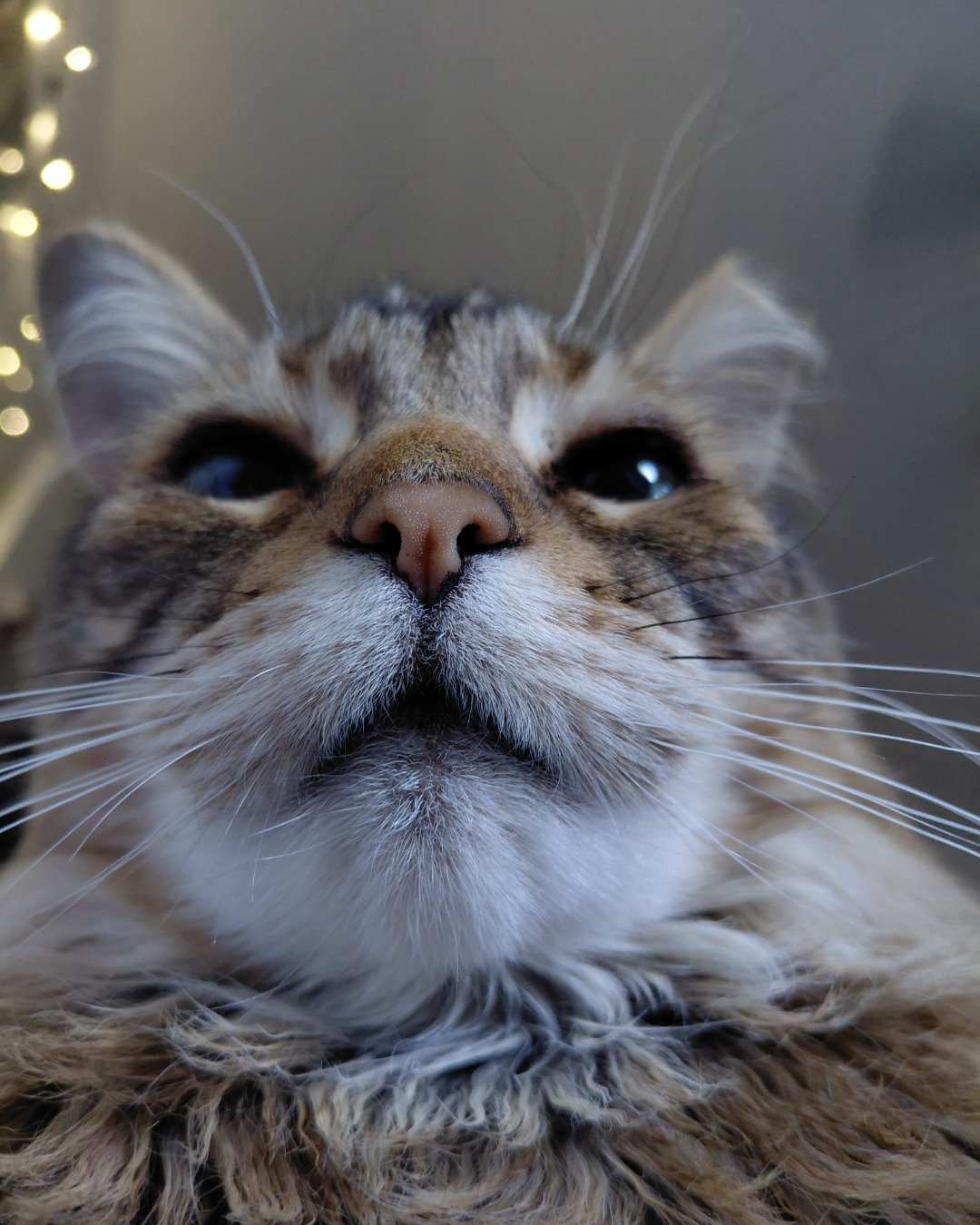 Hot Tamale/Mollie the Norwegian Forest Cat. Cat, Kitten, Abyssinian