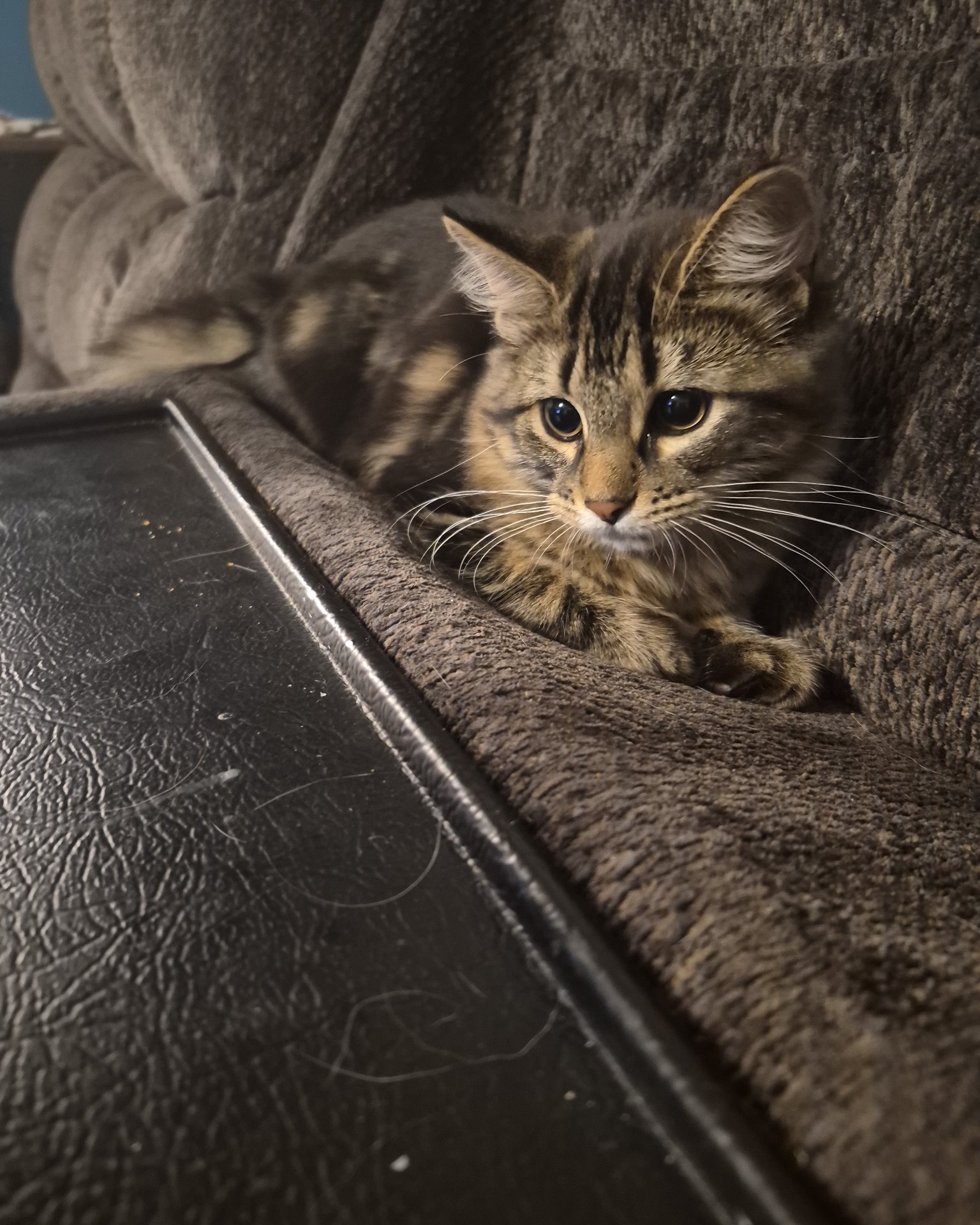 Noodle the Domestic longhair. Couch, Furniture, Cat, Kitten, Blanket