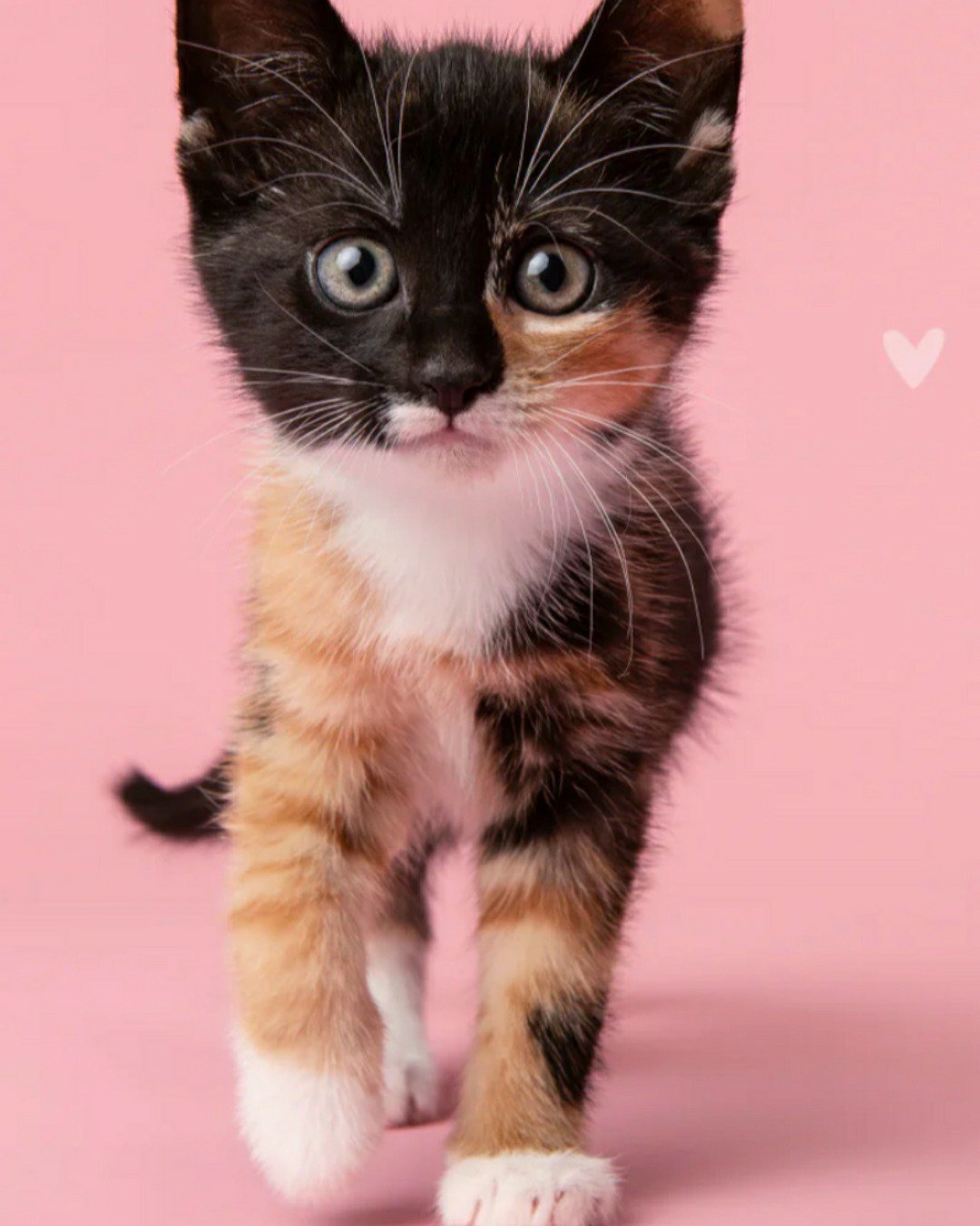 mittens❤️. Cat, Kitten