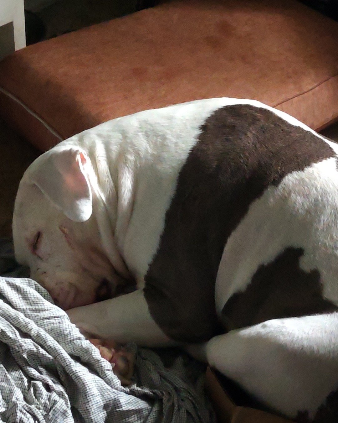 Kira the Pitbull. Dog, Bulldog, Pitbull, Couch, Furniture, Person