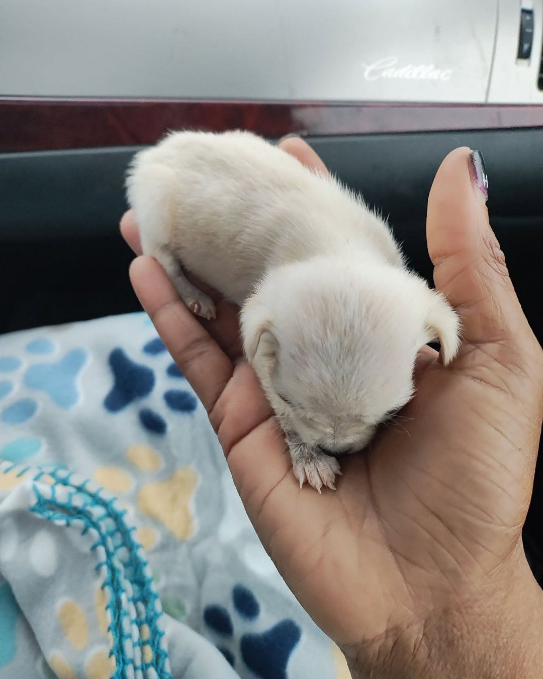 aveil and Neriah the pugzu. Dog, Puppy, Rat, Rodent, Body Part, Finger