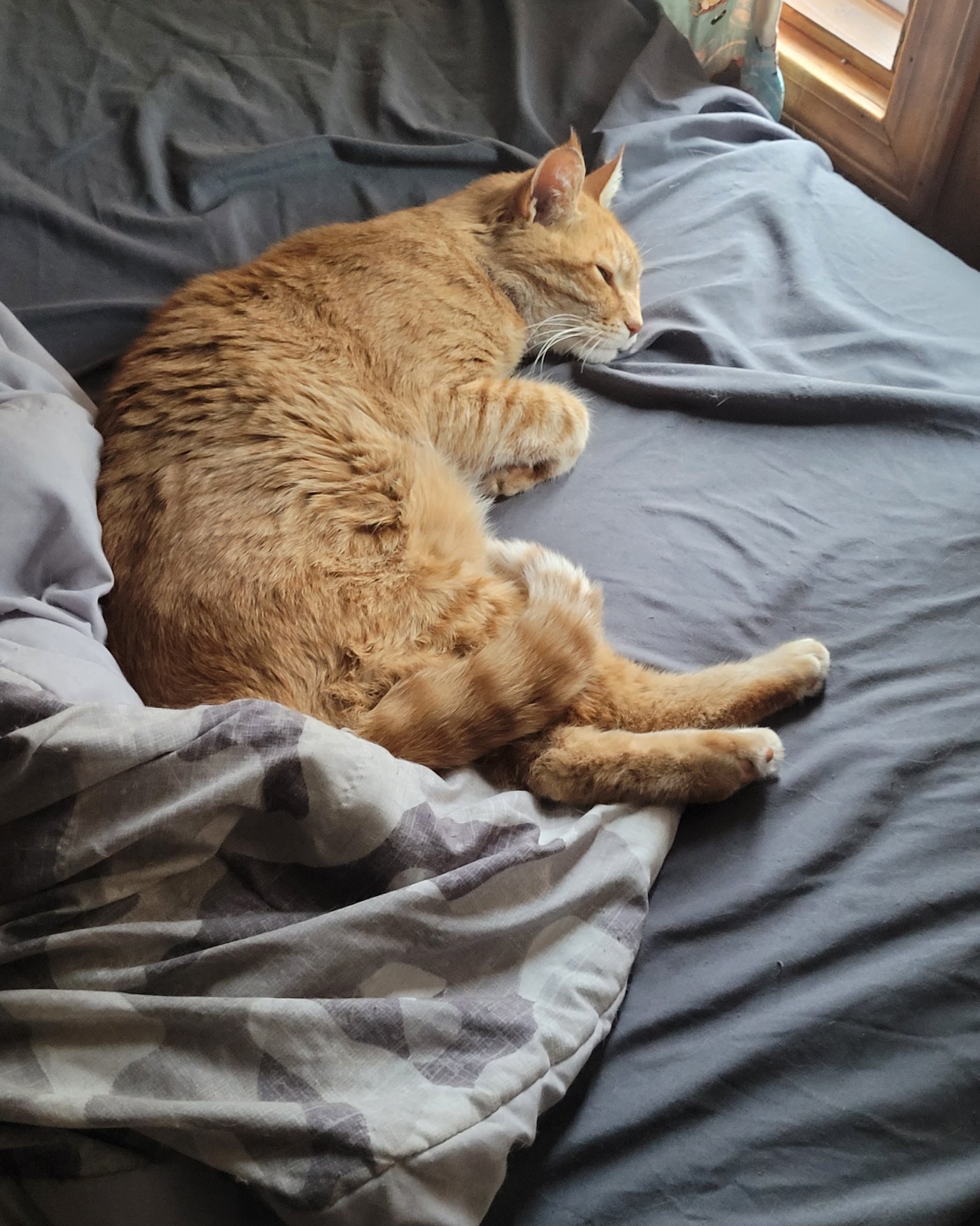 ducky the orange. Blanket, Furniture, Cat, Bed, Person, Sleeping
