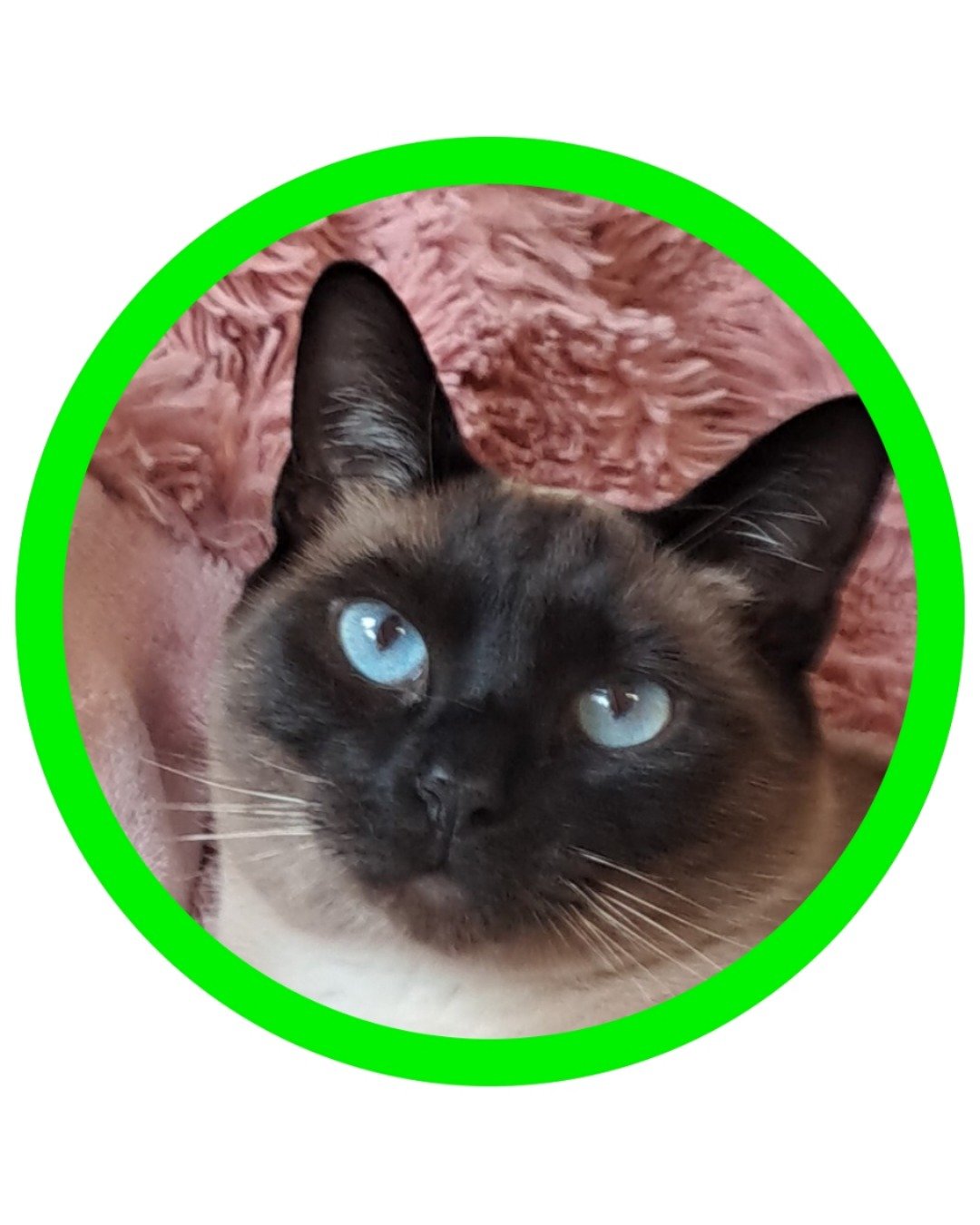 Luna🌙💫 (twin of Stella) the Siamese. Cat, Siamese