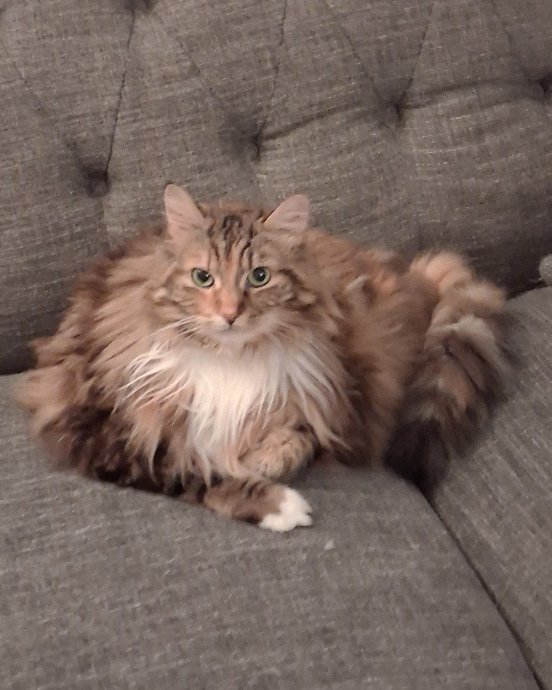 captin fluffy nuts. Couch, Furniture, Cat, Kitten, Manx, Home Decor