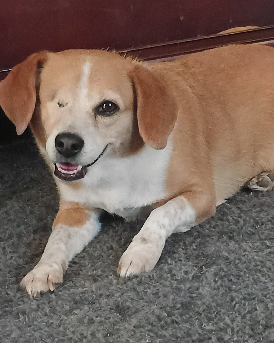 Lucy the beagle Pomeranian and chihuahua. Dog, Hound, Puppy, Beagle
