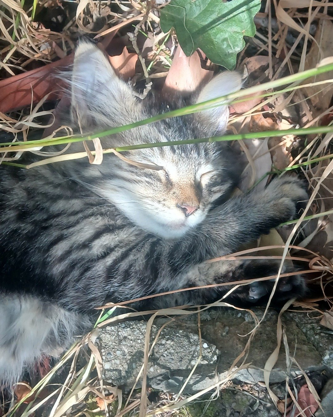 Baby Girl and Batgirl. Soil, Cat, Kitten, Rock, Leaf, Plant