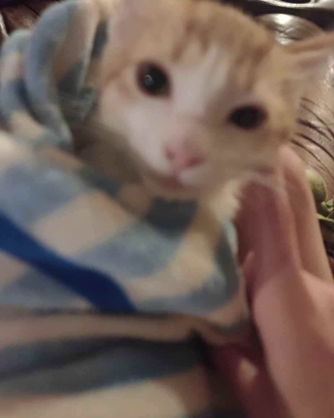 runt , abbey jr. ,and peanut butter cup the Tabby and calico. Blanket, Cat, Kitten